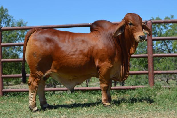 Mr WCC Maximus Rojo 82/4, an exciting herd sire prospect and full brother to Miss WCC Jenny Rose.