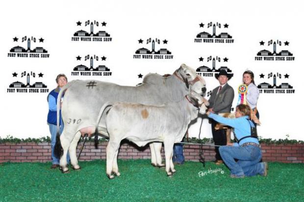 +TTT Ms Suvette Marti 390. Dam to “842,” Reserve National Champion Female in 2009 and register of renown female for Tic Tac Toe 