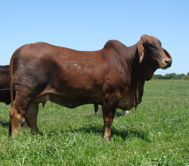 SRS Miss Dora 966, a leading young donor at Watkins Cattle Company and dam to Miss WCC 99/4 “Amal.” 