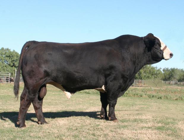 Sire - LMC RFI SMITH UNO