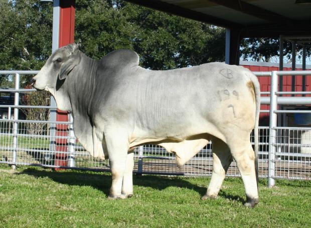 Son: 2019 HLSR High Grading Brahman Bull