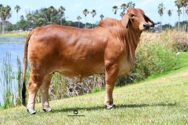 Sire: ECC Polled Comandante 749 (S)