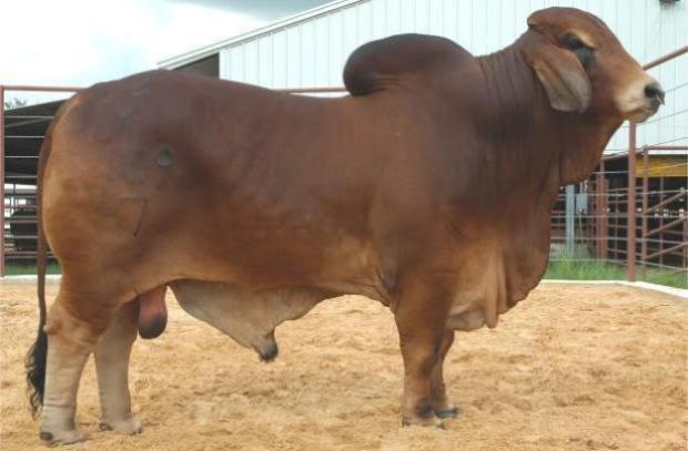 Sire of resulting calf: +TJF Mr. Smokin Gun 109/7