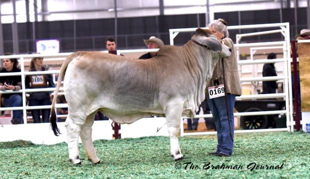 Sire of Embryos: DF Mr. Butterbean 366/4 