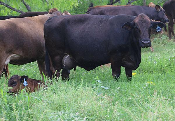 Her very capacious dam - a milking machine co-owned with Brolaco 