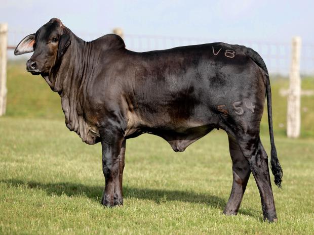 $105,000 for ½ interest Daughter sold by V8 Ranch