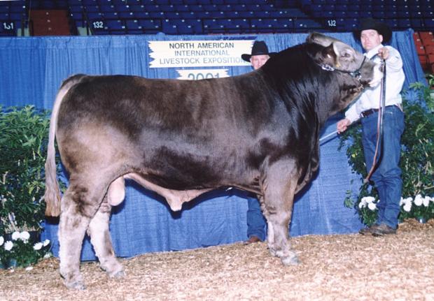 maternal grand sire and many times champiion WTR Jolt