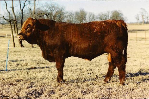 maternal great grand sire LMC Titan - purebred Simmy