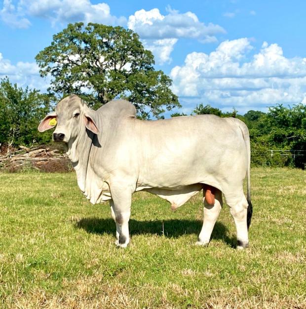 Dam to Embryos: Moreno Ms. Lady Reba Kay