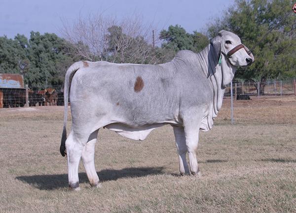 Champion daughter - LMC Polled Blue Belle by LMC WFF Pistolero