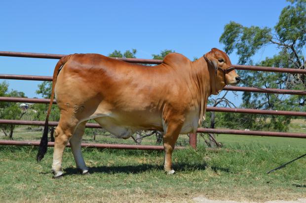 TTT Ms Suva Marti JP 789/4, a full sister to 850/4 and a consistent show ring winner for Tic Tac Toe Ranch. 