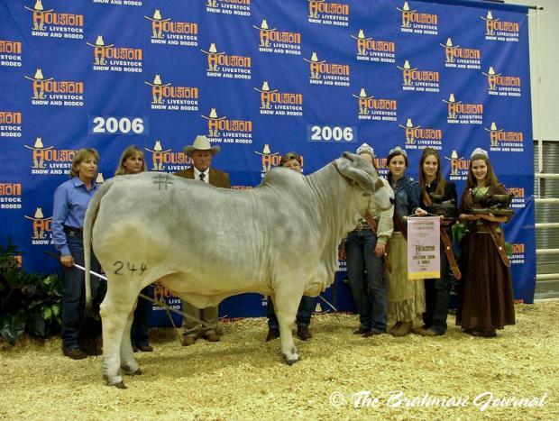 TTT Ms Suva Manso 244, maternal grand dam of “811” and 2006 Reserve National Champion Female. 