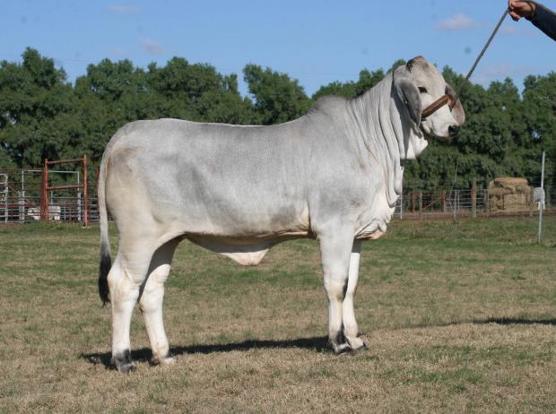 Lot 4 daughter - LMC Polled Cassie