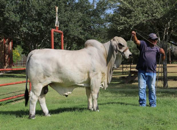 Lot 4 son - LMC Polled Dignity