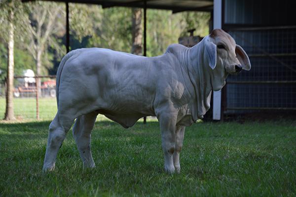 A 2016 female sired by +S Morton 433 that sold with a bred female offering in last year’s sale to Lane Hebert of Louisiana. 