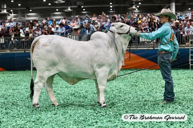  International Show Division Champion Daughter