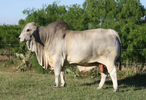 Lot 5's paternal brother - LMC Polled Baron