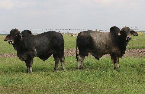 Polled Patron herd bull prospects owned by SRS Land & Cattle 