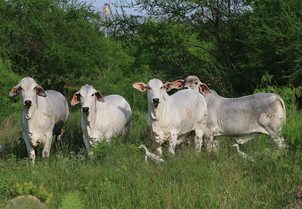 Polled Patron daughters owned by Hondo Martinez