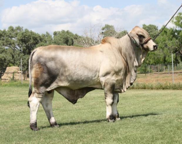 Polled Patron herd bull son owned by David Dillard from Georgia