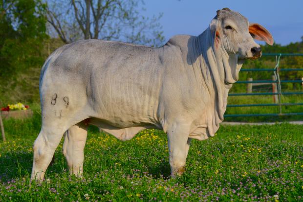 Maternal sister to “Proud Mary” and high selling lot in our spring sale owned by the Bossier family of Louisiana