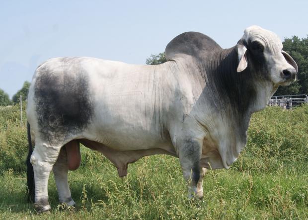  sire - 105   jdh mr manso 105