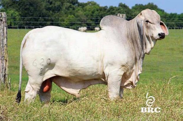 Maternal Brother to Dam: Mr. V8 620/8