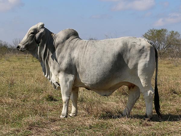 Dam - JDH 446/5 is one of our best JDH cows.