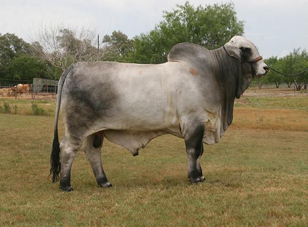 Sire - LMC Apollo owned with Brasher-Rodriguez (semen available)