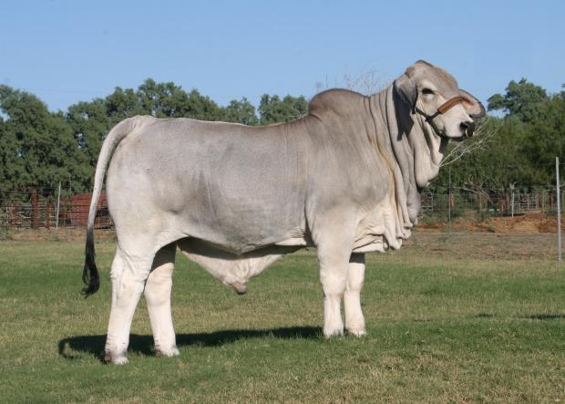 LMC Polled Boss is a maternal brother owned by Kempfer Cattle Co. of Florida