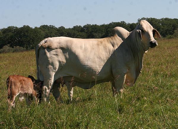 JDH Lady Bohannon 447/6 (JDH Datapac Manso x JDH Marri Holly Manso).  Lady Bohannon is a half sister to Mr. V8 614/6.