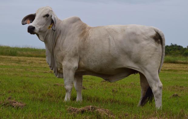 C1 Ms Condolezza 112/4, donor dam of Miss WCC Condessa 115/4. 