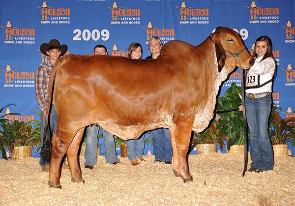 HK Ms X-Ray 820 “Catalina” dam of Miss WCC Kat 129/5. Leading X-Ray 825 donor for Watkins Cattle Co and Stuart L. Watkins