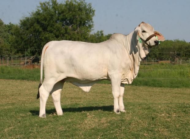 Paternal Sister - LMC Polled Sugar 