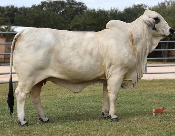 HOMOZYGOUS Full Sister who was high seller in 2022 Tip of Texas.