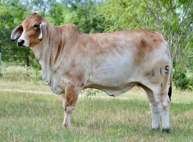 HOMOZYGOUS Full Sister who is donor for Hill Top Ranch