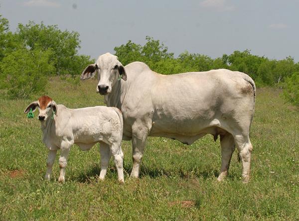 Dam with Polled Alexo as a young calf