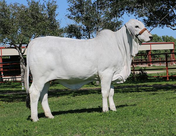 LMC Polled Britta is a paternal sister owned with Olympia Reyes &  Rex Ruckert