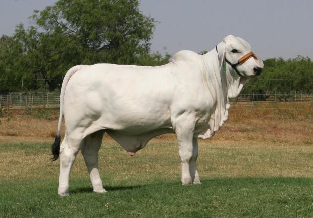 LMC Polled Poseidon is a maternal brother owned with La Reina Cattle Co.