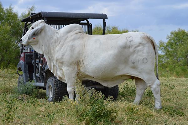 Miss Kallion 410, outstanding producer for Tic Tac Toe Ranch and mother of TTT Ms Suva YL Manso 825. 