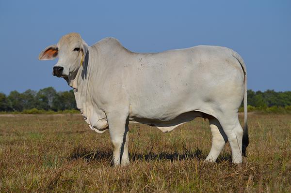 Miss Kallion 714, donor dam of Miss Two W Kall 5/4. 