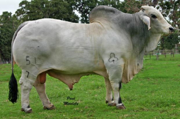 +JDH Shank Manso 51/7, sire of Miss Two W Kall 5/4. 