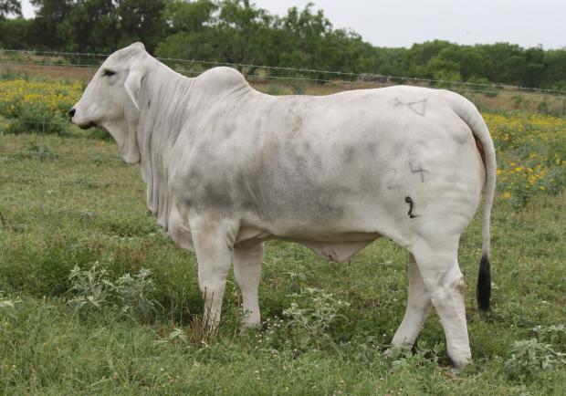 Lot 9's paternal sister and many times champion LMC Polled Paulette