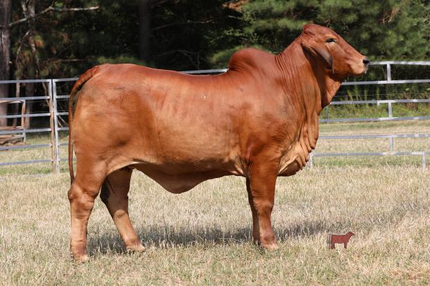 Resulting calf from embryos.