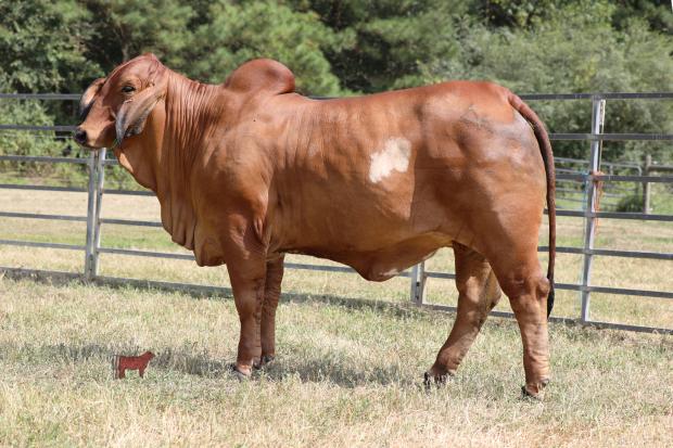 Maternal Grand Dam: +LMC Polled Passion 55/4 