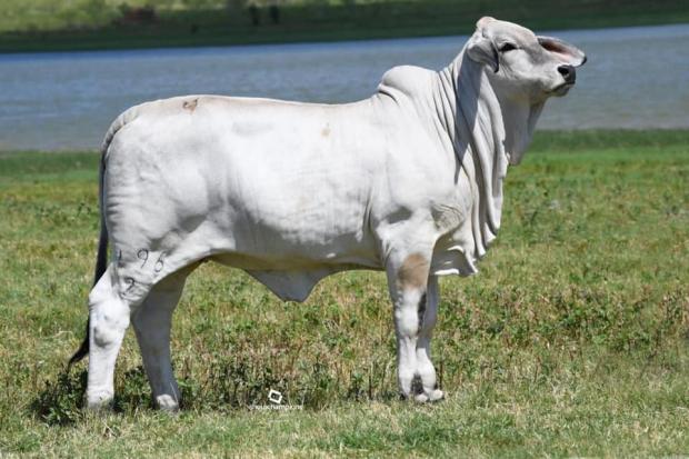 Full Sibling owned by Santa Cruz Ranch