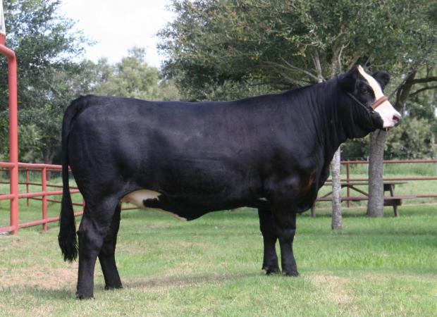 LMC ATZ Miley is a full sister to Blackberry's sire. She is one of our top cows.