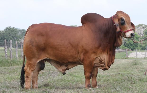 Son of Lot 17: VL Rojo Designer 2-70: 2014 East Texas Reserve Grand Champion Red Bull