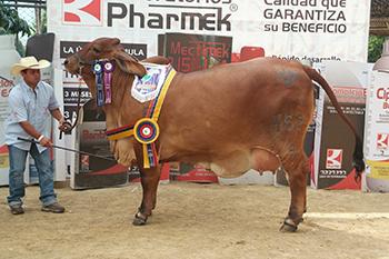 Daughter of VL Rojo Grande 4/95 : Reserve Grand Champion Columbia 2011