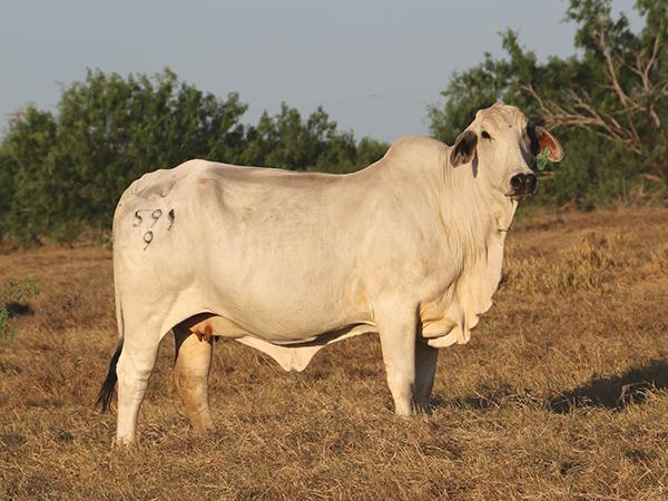 LMC Polled Gratitude's dam